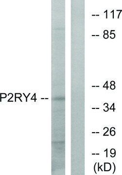 Anti-P2RY4 antibody produced in rabbit