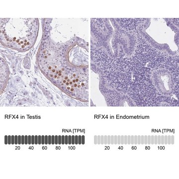 Anti-RFX4 antibody produced in rabbit