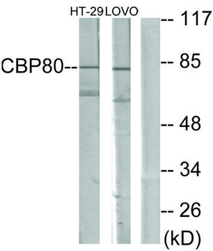 Anti-NCBP1 antibody produced in rabbit