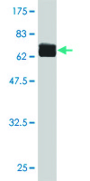 ANTI-FLI1 antibody produced in mouse