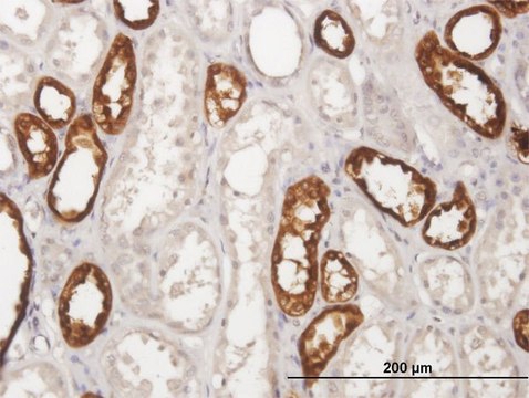 Anti-UMOD antibody produced in mouse