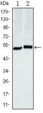 Monoclonal Anti-CA9 antibody produced in