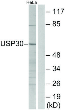 Anti-USP30 antibody produced in rabbit