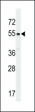 ANTI-SRMS(C-TERMINAL) antibody produced in rabbit