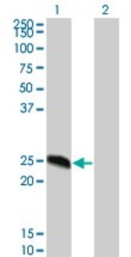 Monoclonal Anti-MGC16186 antibody produced in