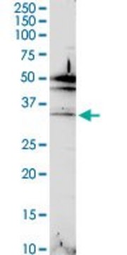 Anti-C2orf47 antibody produced in rabbit