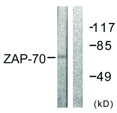 Anti-ZAP-70 antibody produced in rabbit