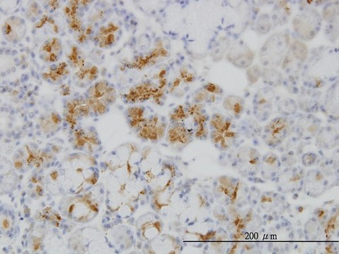ANTI-RBP4 antibody produced in mouse