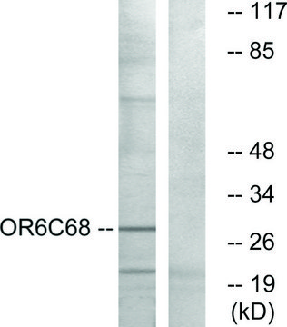 Anti-OR6C68 antibody produced in rabbit