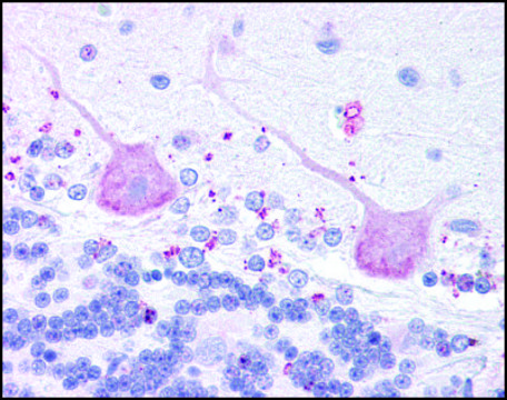 Anti-MCHR2 antibody produced in rabbit