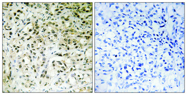 Anti-TAF5 antibody produced in rabbit