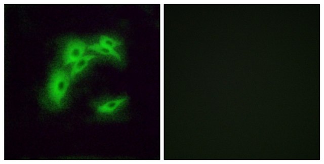 Anti-OR5I1 antibody produced in rabbit