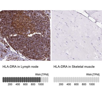 Anti-HLA-DRA antibody produced in rabbit