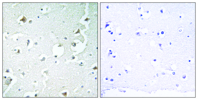 Anti-JIP1 antibody produced in rabbit