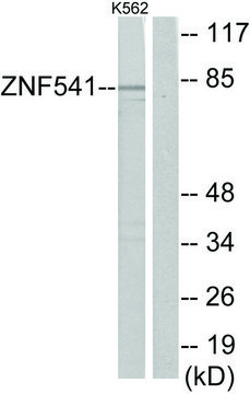 Anti-ZNF541 antibody produced in rabbit