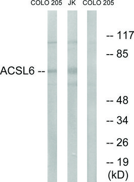 Anti-ACSL6 antibody produced in rabbit