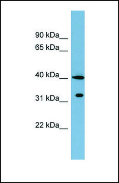 Anti-KCTD9 antibody produced in rabbit