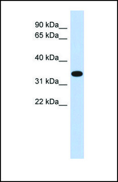 Anti-ACTRT1 antibody produced in rabbit