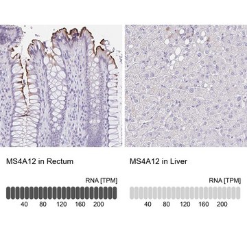 Anti-MS4A12 antibody produced in rabbit