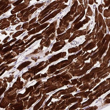 Anti-DHFR2 antibody produced in rabbit