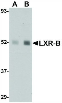 Anti-LXR-B antibody produced in rabbit