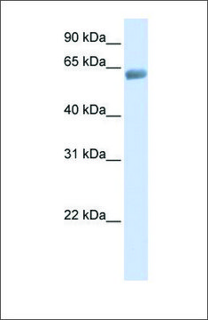 Anti-SLC47A2 antibody produced in rabbit