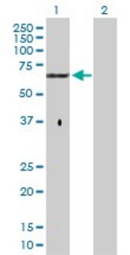 Anti-GPC5 antibody produced in rabbit