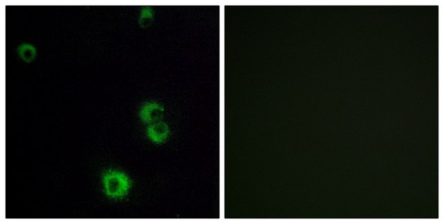 Anti-F2RL2 antibody produced in rabbit