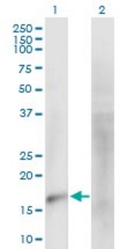 Anti-MARVELD1 antibody produced in mouse