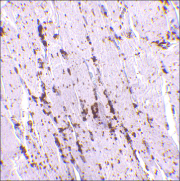 Anti-LIMP2 antibody produced in rabbit