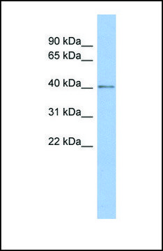 Anti-SPOPL antibody produced in rabbit