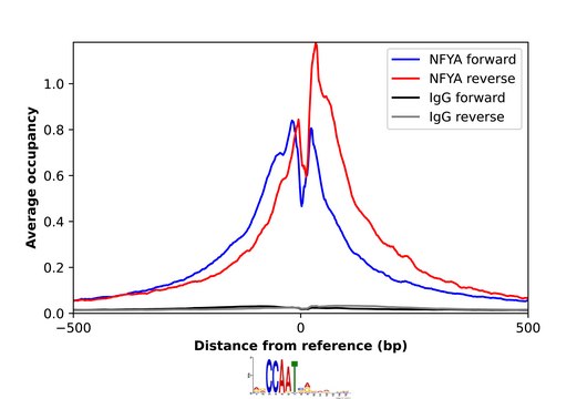 Anti-NFYA antibody produced in rabbit