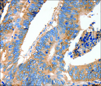 Anti-MUC6 antibody produced in rabbit