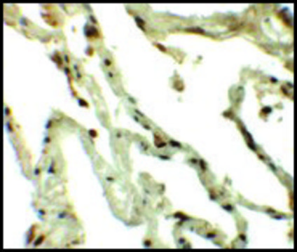 Anti-TSN antibody produced in rabbit