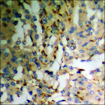Anti-phospho-PLCG1 (pTyr??³) antibody produced in