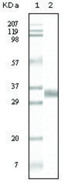 Monoclonal Anti-TGFB1 antibody produced in