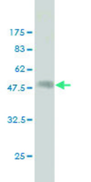 Monoclonal Anti-HLA-DPB1 antibody produced in
