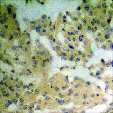 Anti-phospho-Vinculin (pTyr?²¹) antibody produced in