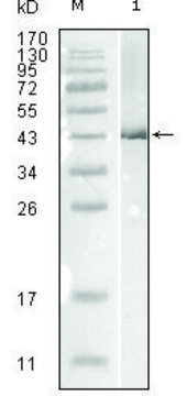 Monoclonal Anti-Influenza B virus Nucleoprotein
