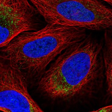 Anti-DNA2 antibody produced in rabbit