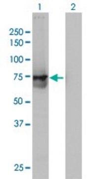 Monoclonal Anti-ACOX2 antibody produced in