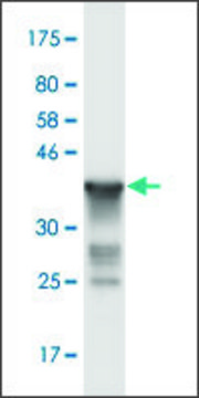 Monoclonal Anti-RNF20 antibody produced in