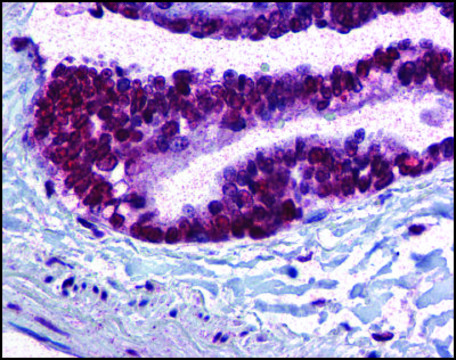 Anti-CDC16 antibody produced in rabbit