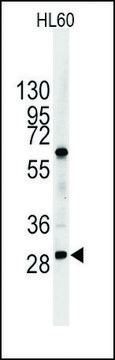 Anti-CDH12 (C-term) antibody produced in