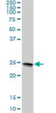 Anti-LOC399818 antibody produced in mouse