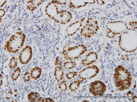 Monoclonal Anti-FOXA2 antibody produced in