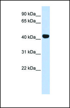 Anti-EGLN2 antibody produced in rabbit