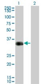 Monoclonal Anti-CRX antibody produced in