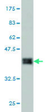 Monoclonal Anti-MLL4 antibody produced in