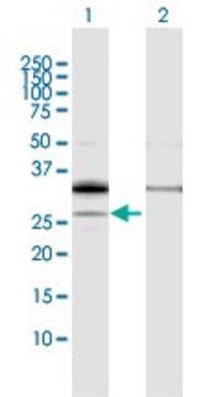 Anti-PPAP2A antibody produced in rabbit